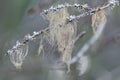 Beard moss or Usnea filipendula on a branch Royalty Free Stock Photo