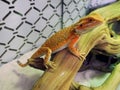 Bearded Agama Australian lizard close up