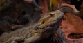 Bearded agama dragon lizard close-up sits on stones in a terrarium. Close-up of the beautiful face of a bearded dragon