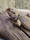 bearded agama, an exotic lizard in a terrarium Royalty Free Stock Photo