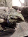bearded agama, an exotic lizard in a terrarium Royalty Free Stock Photo