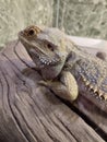 bearded agama, an exotic lizard in a terrarium Royalty Free Stock Photo