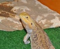 Bearded agama Latin. Pogona vitticeps, or bearded lizard Royalty Free Stock Photo