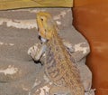 Bearded agama Latin. Pogona vitticeps, or bearded lizard Royalty Free Stock Photo