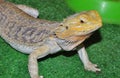 Bearded agama Latin. Pogona vitticeps, or bearded lizard Royalty Free Stock Photo