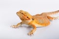 Bearded agama lizard Royalty Free Stock Photo