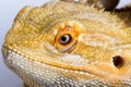 Bearded agama lizard