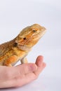 Bearded Agama lizard on hand Royalty Free Stock Photo