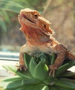 Bearded agama lizard with open muzzle