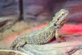 Bearded Agama lizard Royalty Free Stock Photo