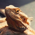 Bearded agama lizard Royalty Free Stock Photo