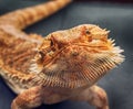 Bearded agama lizard watching face to face