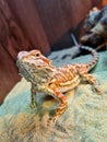Bearded Agama Lizard & x28;Pogona Vitticeps& x29; Royalty Free Stock Photo