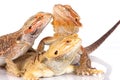 Bearded Agama lizards Royalty Free Stock Photo