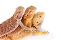 Bearded Agama Lizards Royalty Free Stock Photo