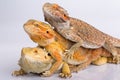 Bearded agama lizards Royalty Free Stock Photo