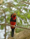 Bearded Barbet