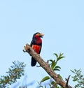 Bearded Barbet