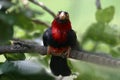 Bearded Barbet