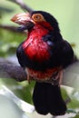 Bearded Barbet