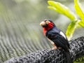 Bearded barbet bird