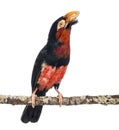 Bearded Barbet on a branch - Lybius dubius