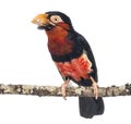 Bearded Barbet on a branch - Lybius dubius