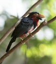 Bearded Barbet