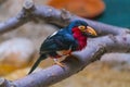 Bearded Barbet - Lybius dubius an African barbet. Royalty Free Stock Photo