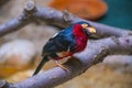 Bearded Barbet - Lybius dubius an African barbet. Royalty Free Stock Photo