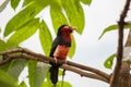 Bearded Barbet Lybius dubius