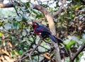 Bearded Barbet in South Africa