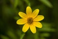 Bearded Beggartick Bidens aristosa Royalty Free Stock Photo