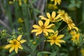 Bearded Beggartick Bidens aristosa Royalty Free Stock Photo