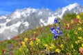 Bearded Bellflower Campanula barbata growing in the mountain meadow. Royalty Free Stock Photo