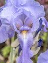 Bearded Bloe Iris flower Royalty Free Stock Photo