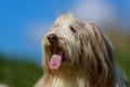 Bearded border collie