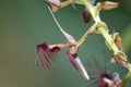 Bearded Bulbophyllum Orchid