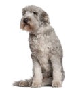 Bearded Collie, 10 years old, sitting Royalty Free Stock Photo