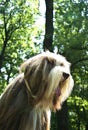 Bearded Collie Royalty Free Stock Photo