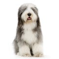 Bearded Collie Royalty Free Stock Photo