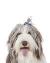 Bearded collie Royalty Free Stock Photo