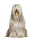 Bearded Collie, 6 years old Royalty Free Stock Photo