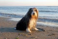 A cute Bearded Collie portrait Royalty Free Stock Photo
