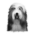 Bearded Collie or Beardie herding breed dog digital art illustration isolated on white background. Scottish origin working dog, Royalty Free Stock Photo