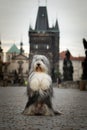 Bearded collie is begging on bridge. Royalty Free Stock Photo