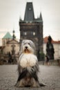 Bearded collie is begging on bridge. Royalty Free Stock Photo