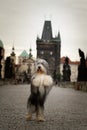 Bearded collie is begging on Carls bridge. Royalty Free Stock Photo