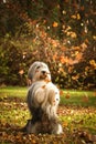 Bearded collie is begging in the forest. Royalty Free Stock Photo