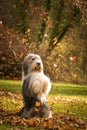Bearded collie is begging in the forest. Royalty Free Stock Photo